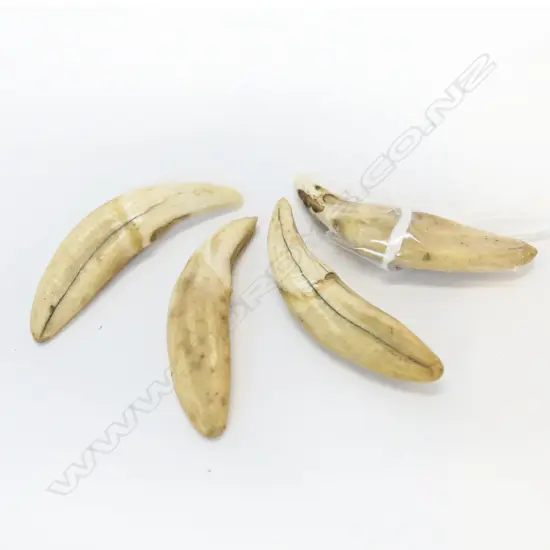 4 TIGERS TEETH L.45mm