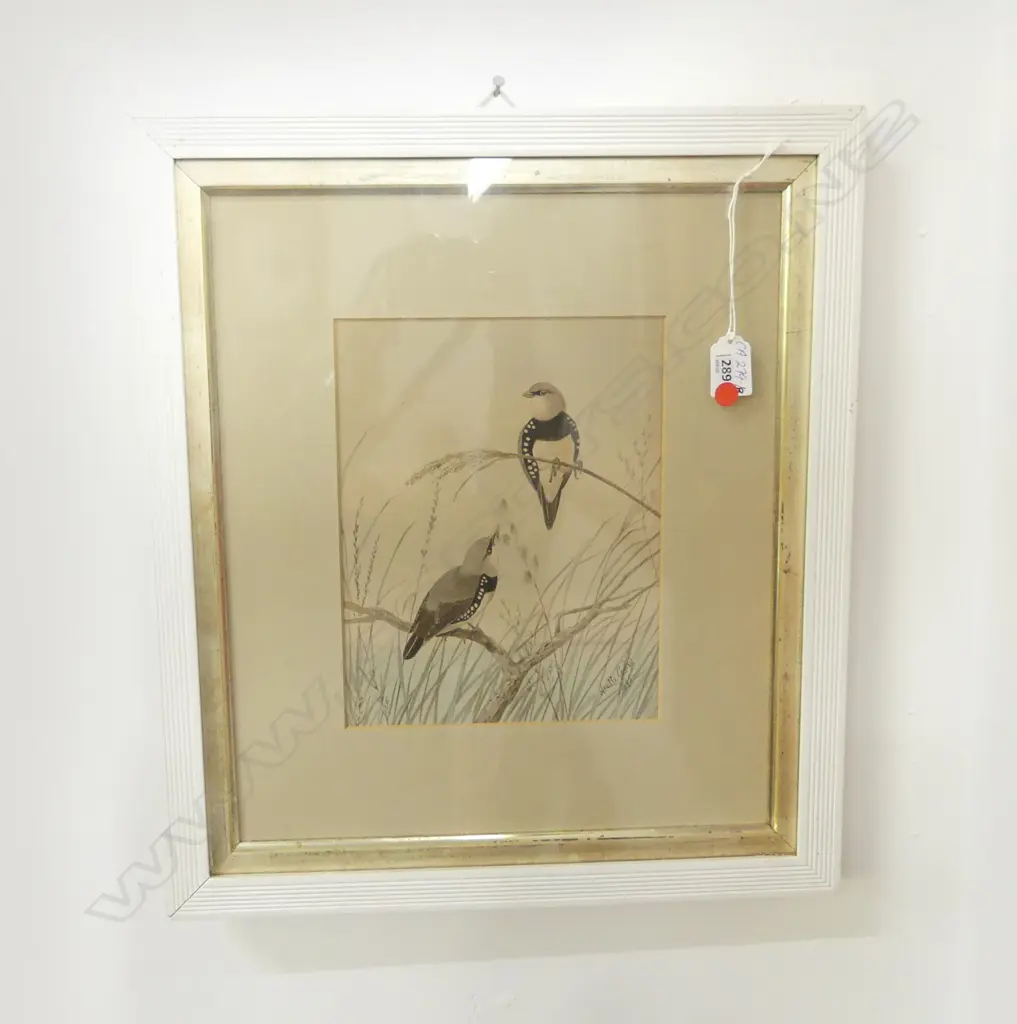 NEVILLE CAYLEY, BIRD STUDY 'DIAMOND SPARROW NSW' WATERCOLOUR,  SIGNED & DATED 1895, 240X180mm  Image 1++