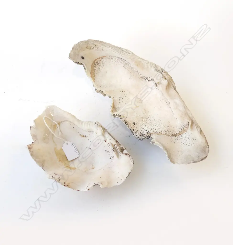 2 SEA SHELLS LARGEST 34CM Image 1++