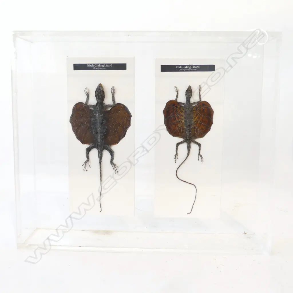 TAXIDERMY RED & BLACK GLIDING LIZARDS, PERSPEX CASE H.280mm Image 1++