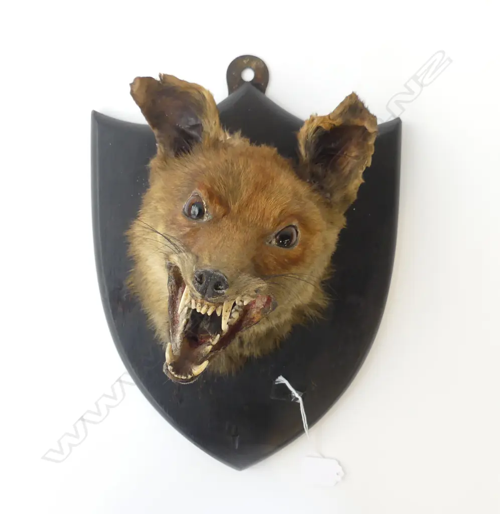 TAXIDERMY MOUNTED SNARLING FOX HEAD Image 1++