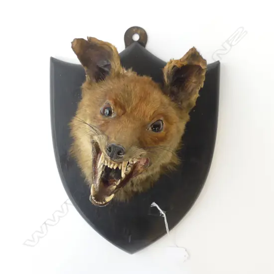 TAXIDERMY MOUNTED SNARLING FOX HEAD