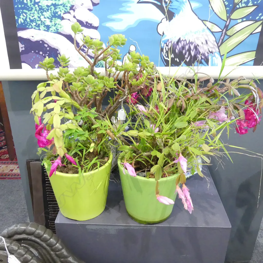 4 POTTED PLANTS; 3 FLOWERING CACTUS, JADE TREE Image 1++