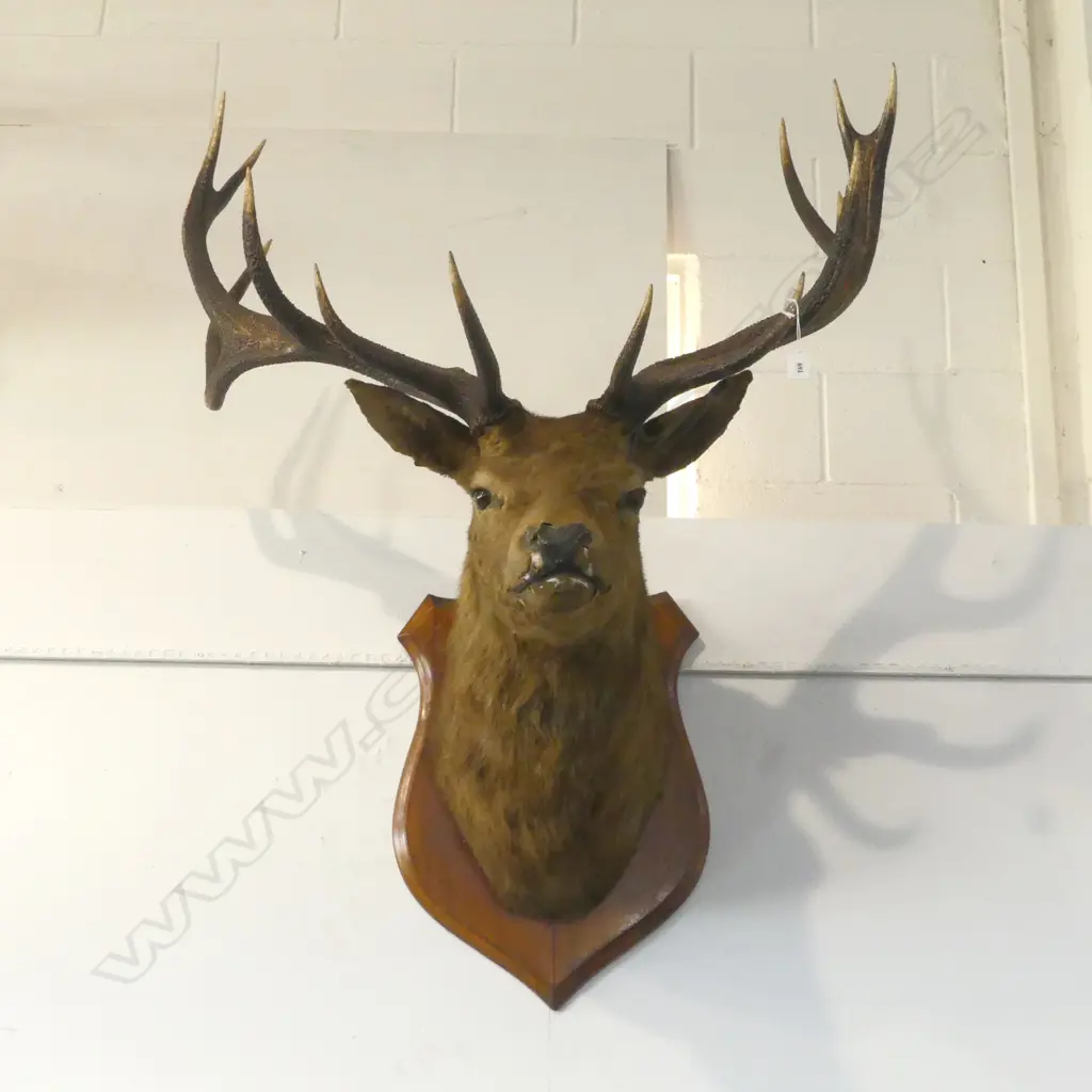 13 POINTER MOUNTED STAGS HEAD ON WOOD SHEILD Image 1++