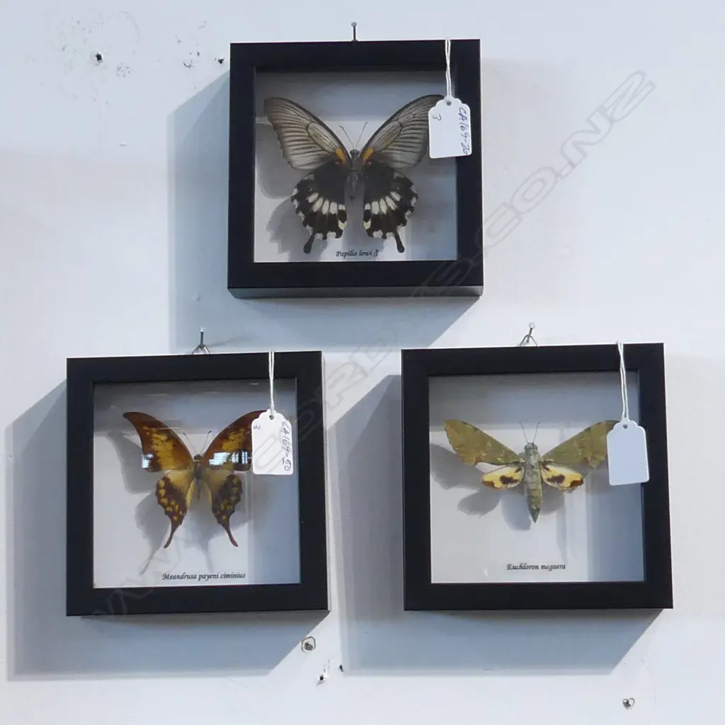 3 FRAMED BUTTERFLIES, 145 x 145 x 30mm Image 1++
