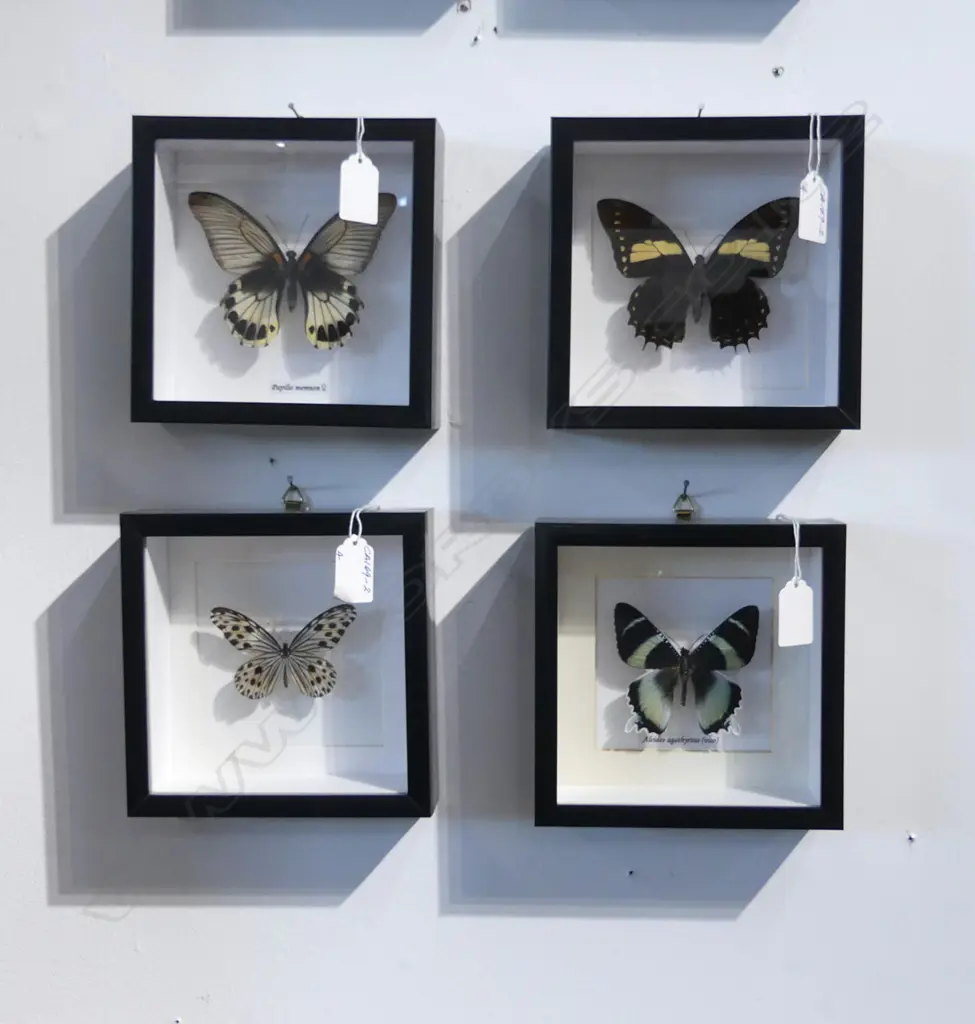 4 FRAMED BUTTERFLIES, 165 x 165 x 50mm Image 1++