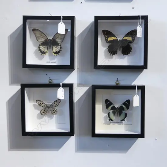 4 FRAMED BUTTERFLIES, 165 x 165 x 50mm