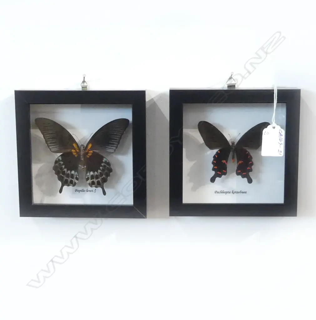 PR FRAMED BUTTERFLYS, 145 x 145 x 30mm Image 1++