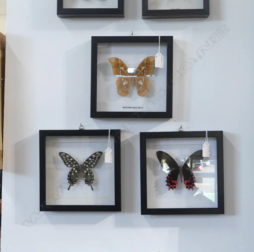 3 FRAMED BUTTERFLIES, 200 x 200 x 30mm Image 1++