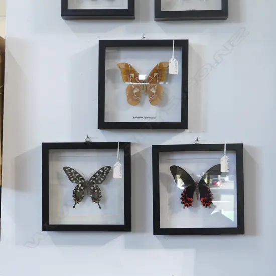 3 FRAMED BUTTERFLIES, 200 x 200 x 30mm