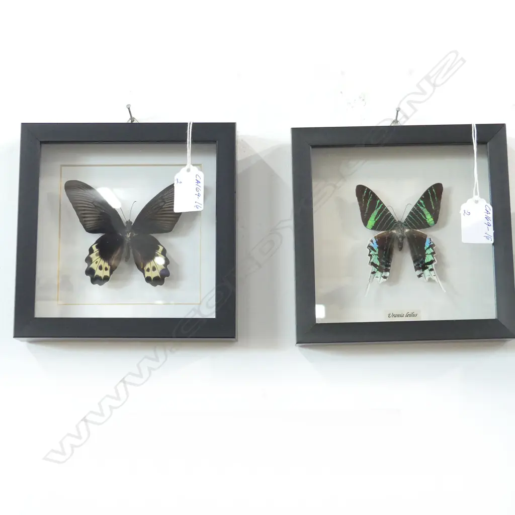 PR FRAMED BUTTERFLIES, 165 x 165 x 30mm Image 1++