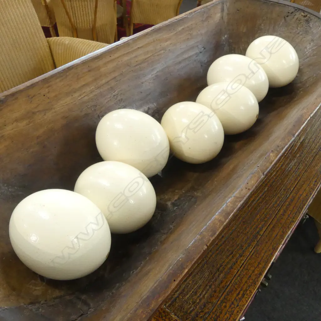 7 OSTRICH EGGS L.150mm Image 1++