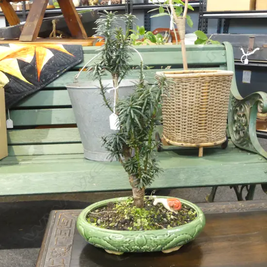 BONSAI IN GREEN GLAZED POT H.500mm