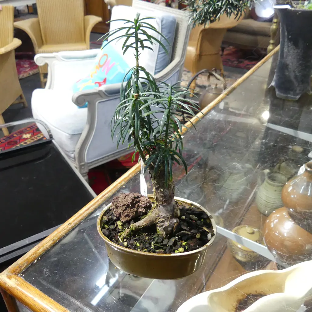 BONSAI H.270mm Image 1++