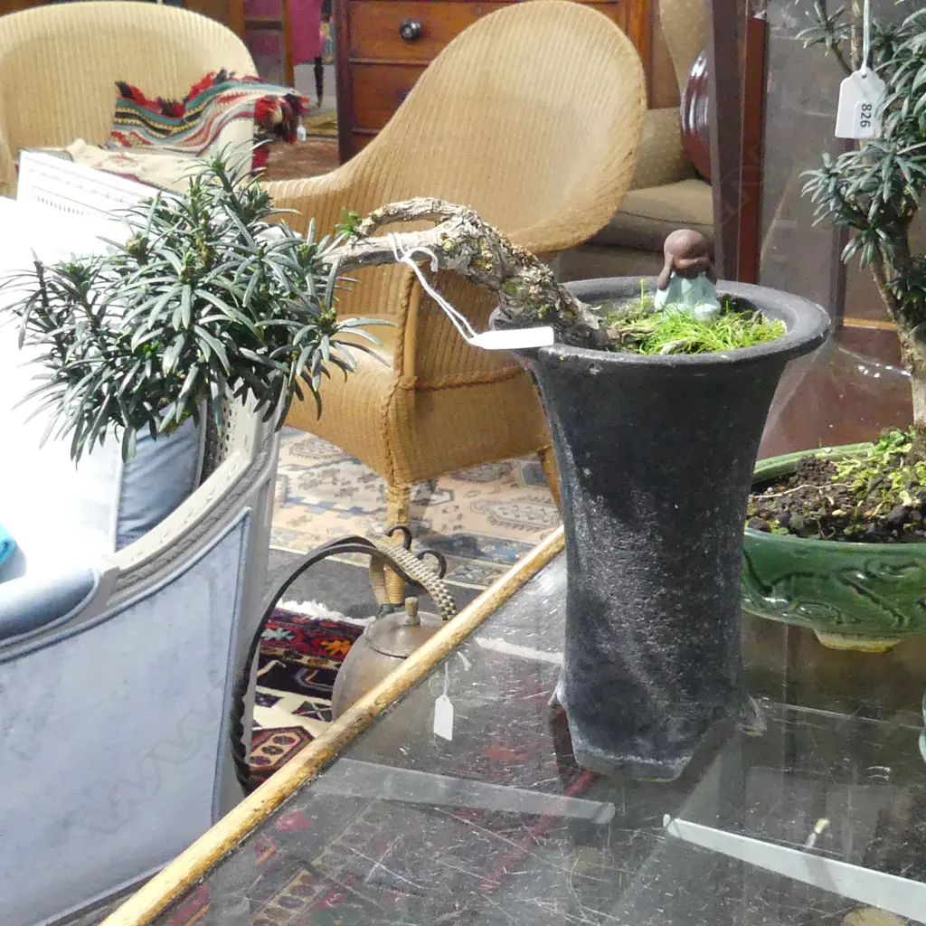 BONSAI IN TALL BLACK POT H.310mm Image 1++