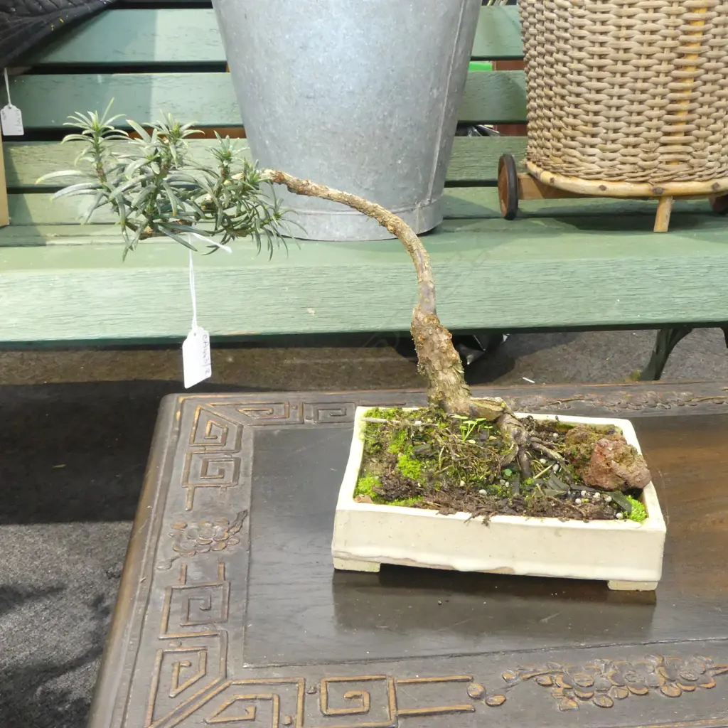 BONSAI IN RECTANGULAR POT H.250mm Image 1++
