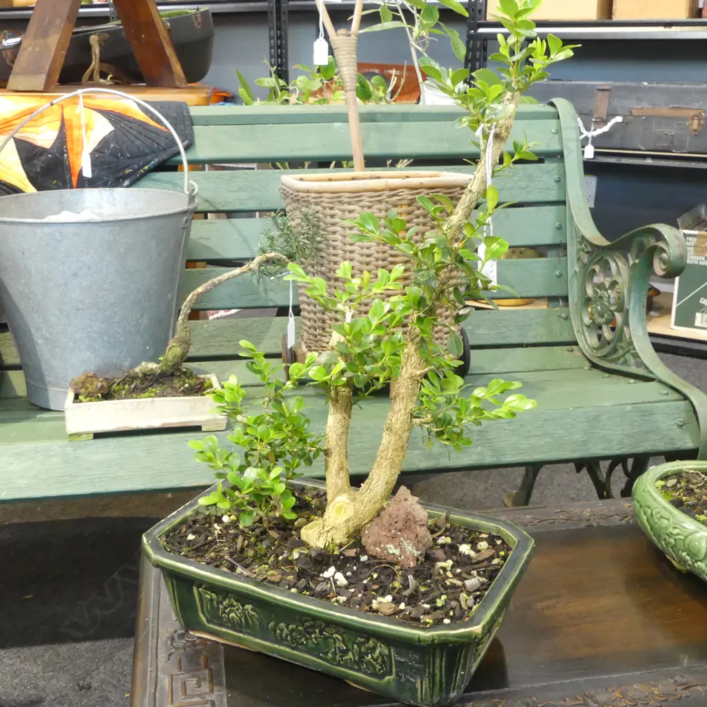 BONSAI IN GREEN GLAZED POT H.530mm Image 1++