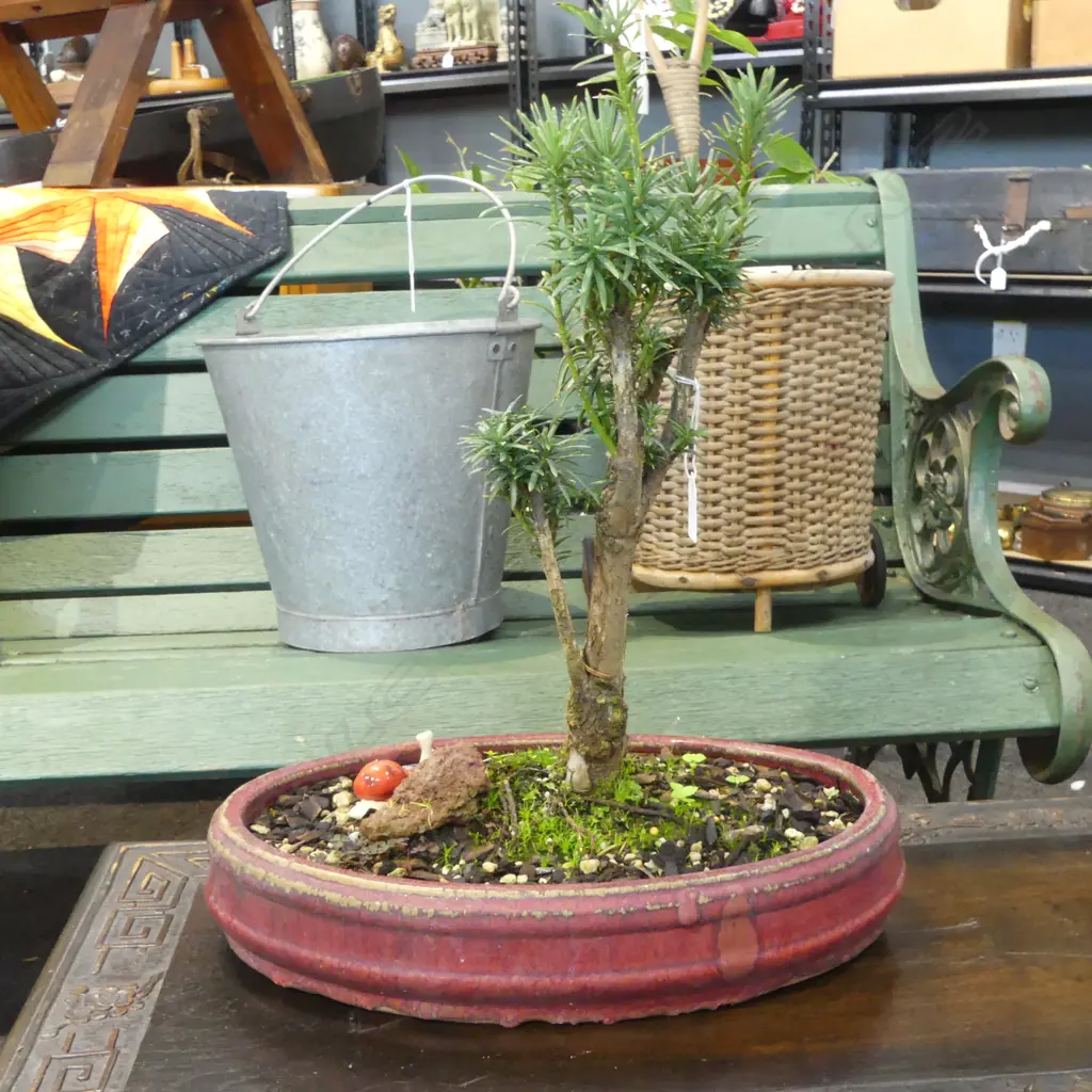 BONSAI IN RED GLAZED POT H.460mm Image 1++