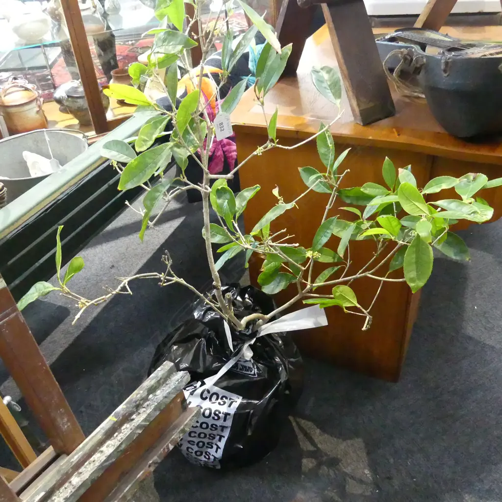 SWEET OSMANTHUS FLOWERING PLANT H.1200mm Image 1++
