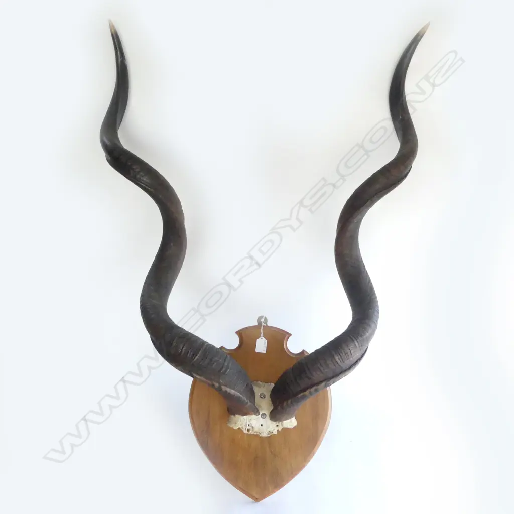 PR STH AFRICAN KUDU HORNS MOUNTED ON WOODEN SHIELD, L.1000mm (horns) Image 1++