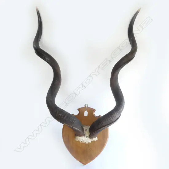 PR STH AFRICAN KUDU HORNS MOUNTED ON WOODEN SHIELD, L.1000mm (horns)