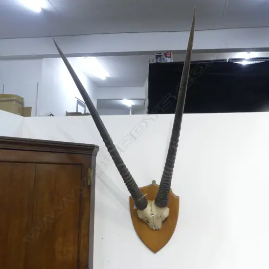 PR AFRICAN GEMSBOK HORNS MOUNTED ON WOODEN SHIELD L.920mm (horns)