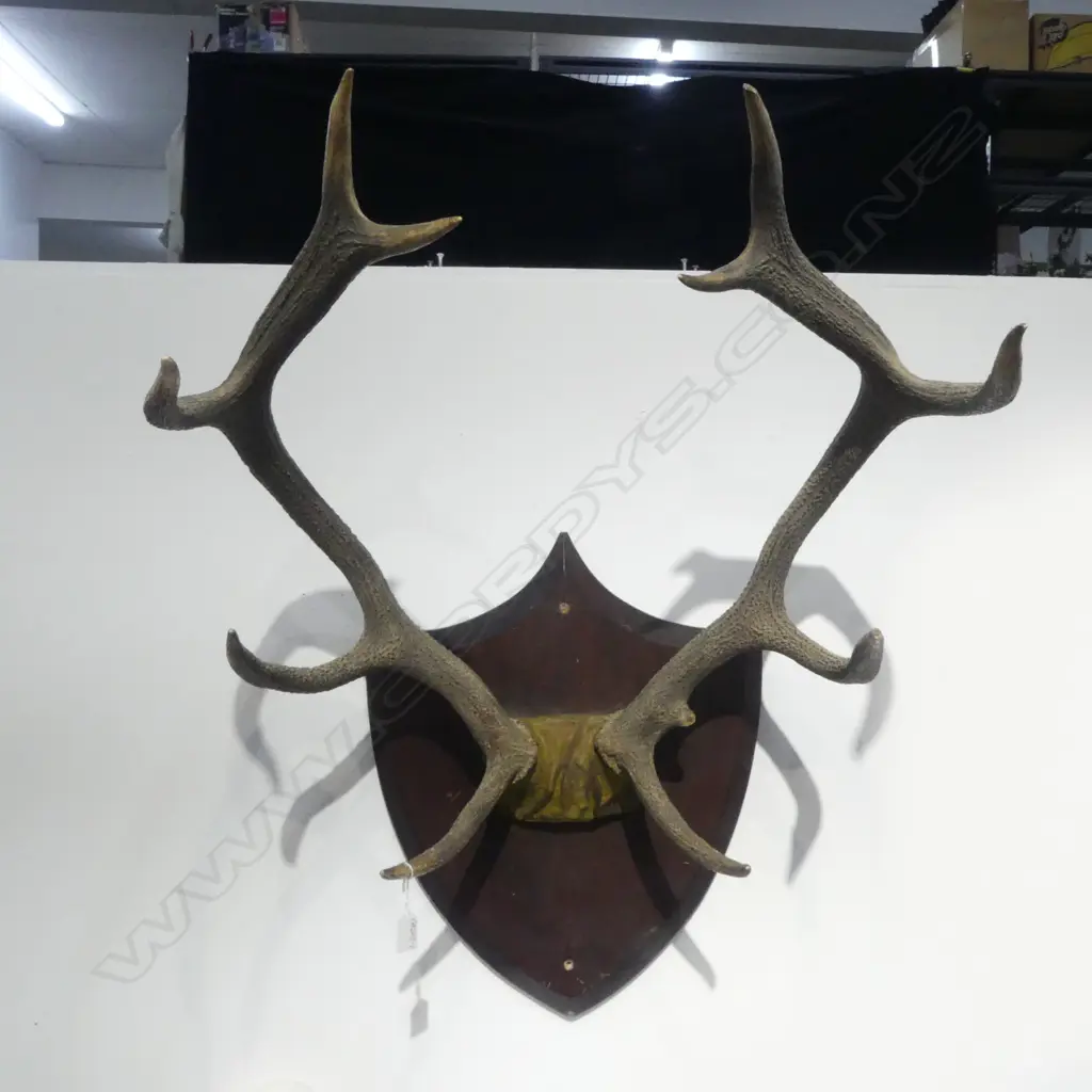 10 POINTER STAG DEER ANTLERS MOUNTED ON WOODEN SHIELD Image 1++