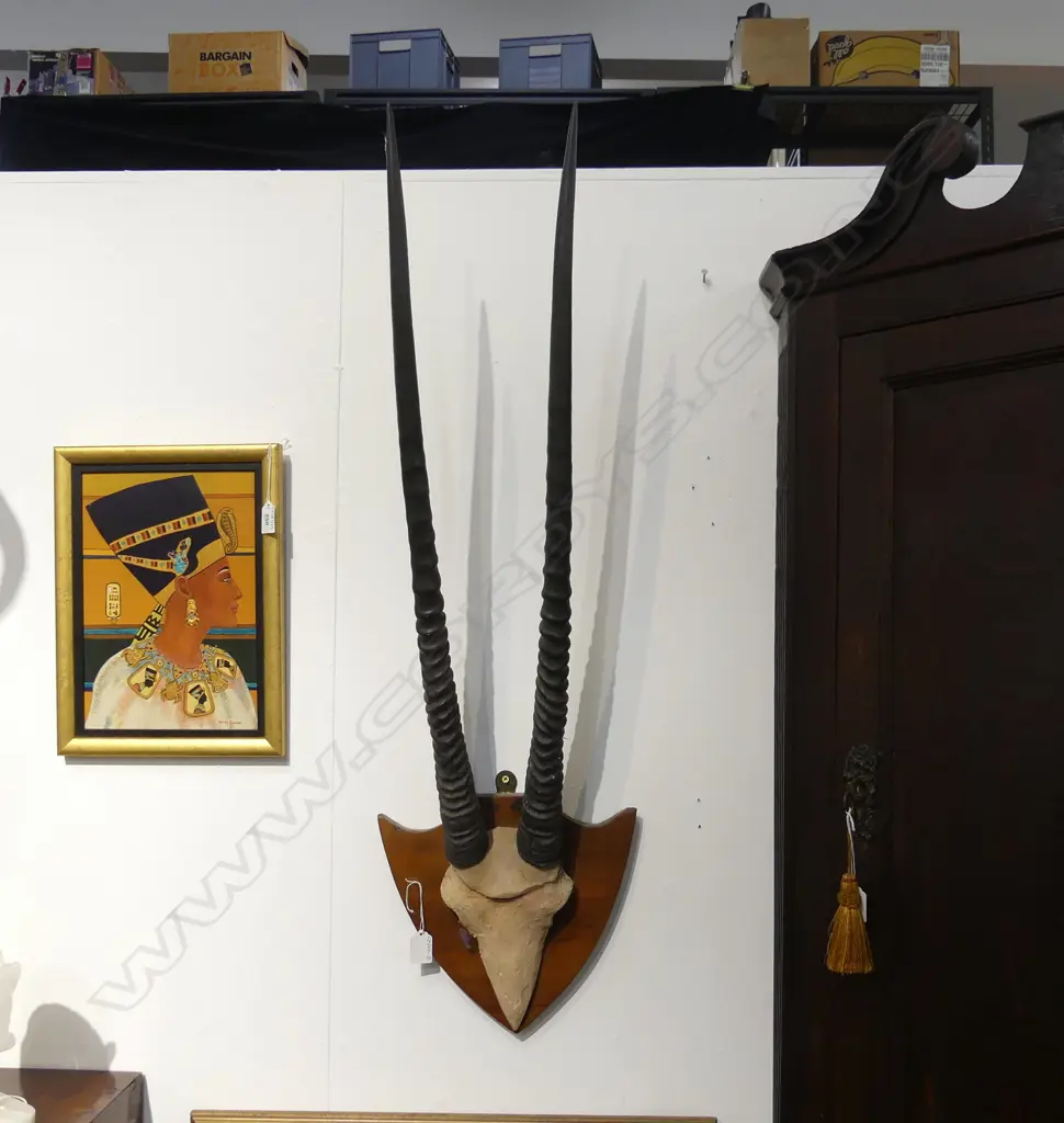 PR STH AFRICAN GEMSBOK HORNS MOUNTED ON WOODEN SHIELD, L.780mm (horns) Image 1++