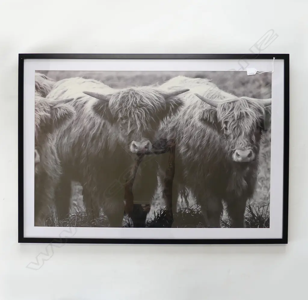 LG BLACK & WHITE HIGHLAND CATTLE PRINT 700x1000mm overall size Image 1++