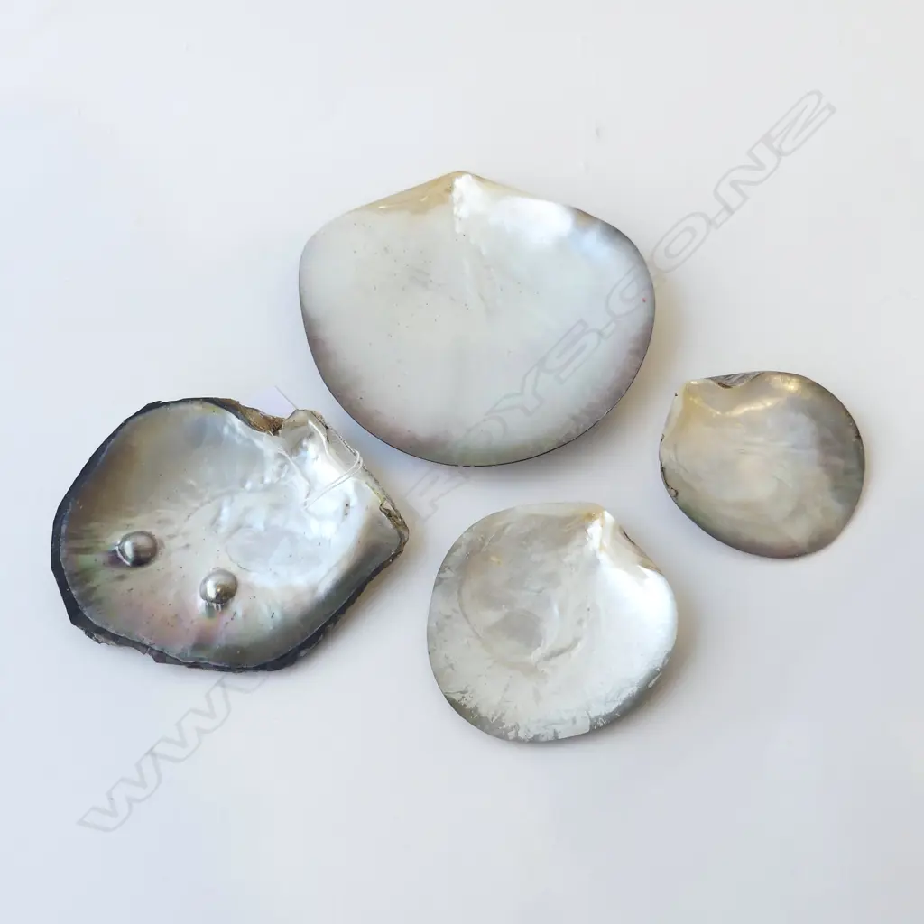 4 BLACK PEARL OYSTER SHELLS 1 WITH 2 MABE PEARLS  Image 1++