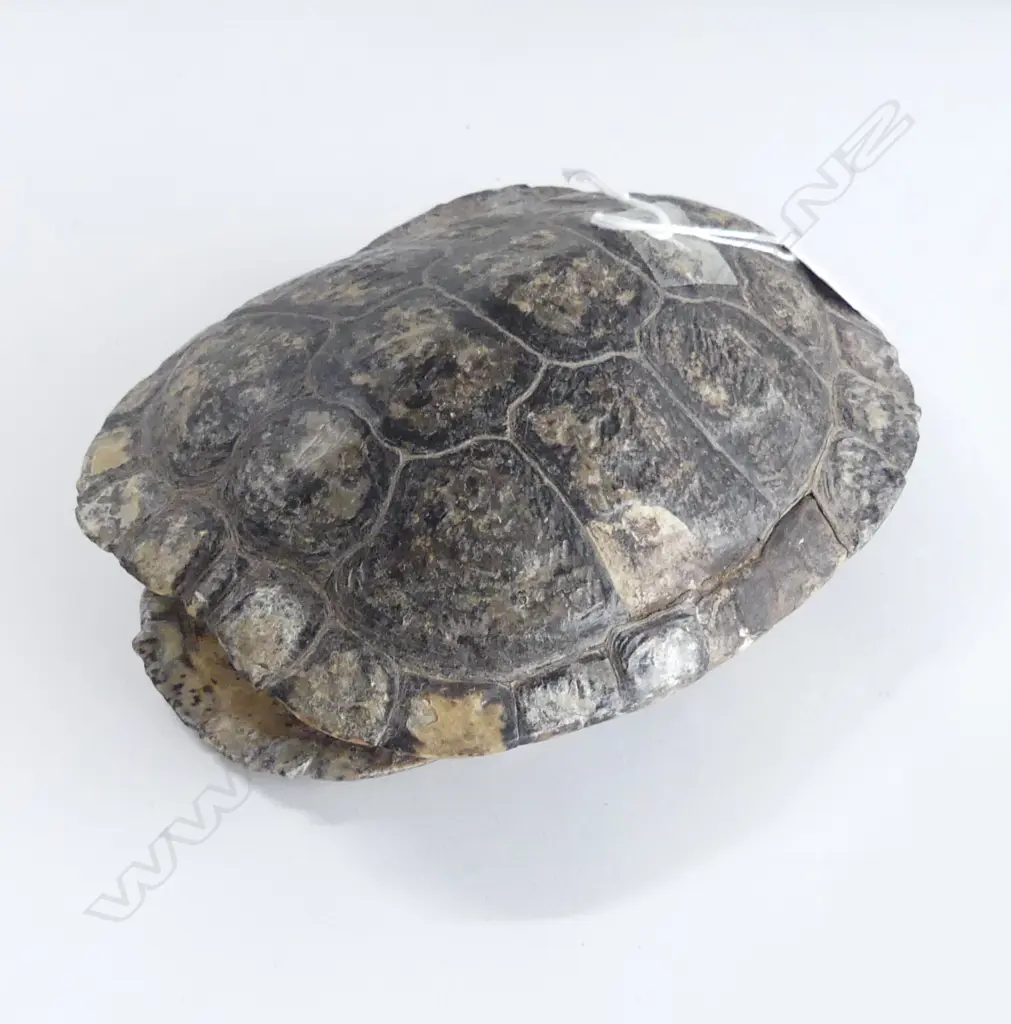 RED EARED TURTLE SHELL L.180mm Image 1++