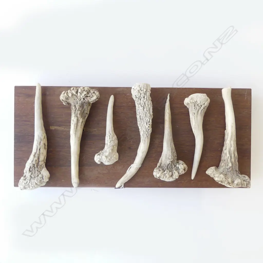 7 ANTLERS ON WOODEN BLOCK W.400mm Image 1++