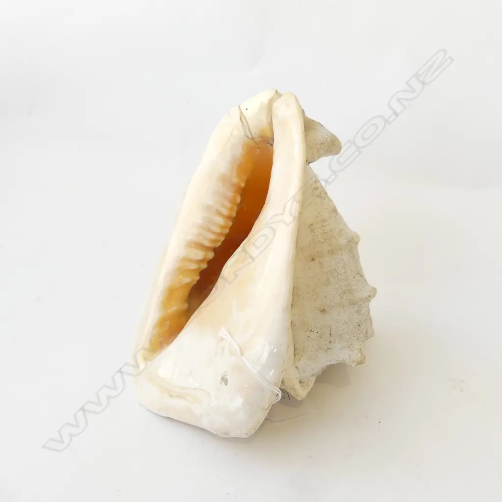 CONCH SHELL L.230mm Image 1++