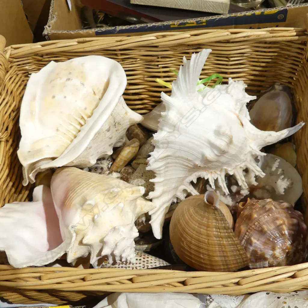 CANE BASKET WITH LARGE COLLECTION OF TROPICAL BEACH SHELLS & CORAL Image 1++