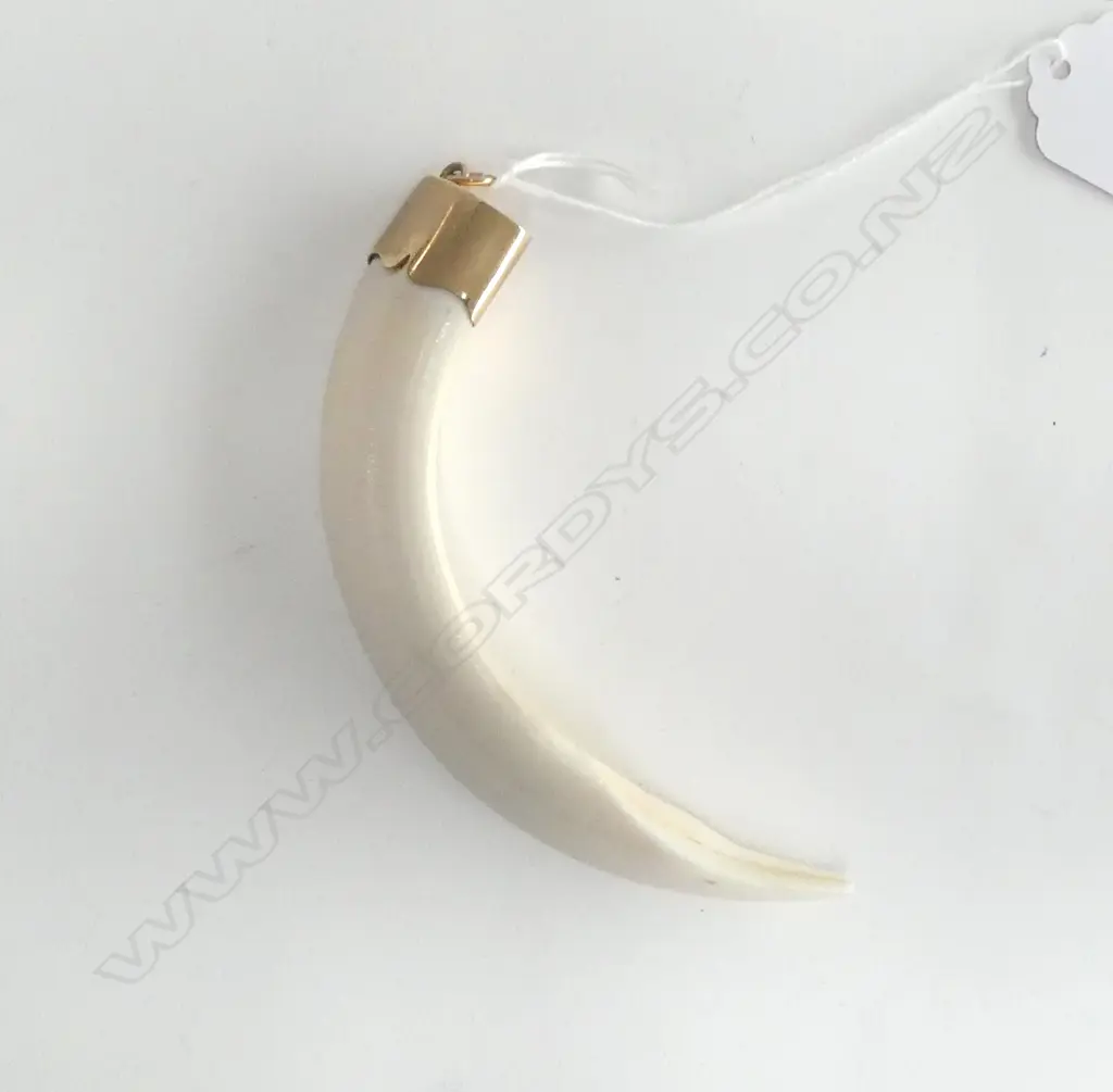 BOARS TUSK, 9CT MOUNT L.115mm Image 1++