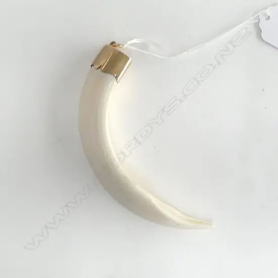 BOARS TUSK, 9CT MOUNT L.115mm