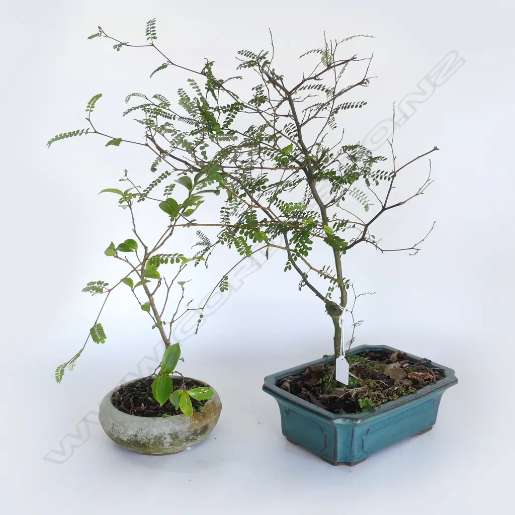 2 BONSAI H.550, 380mm Image 1++