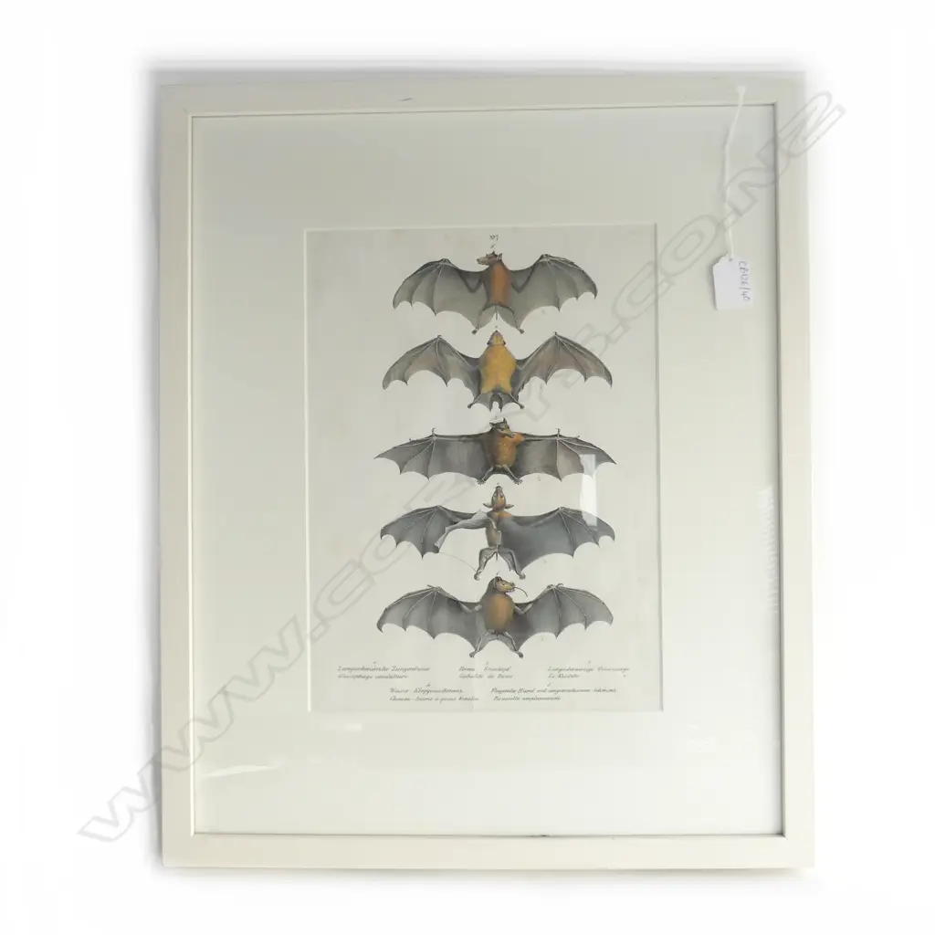BAT PRINT light foxing 325x235mm Image 1++