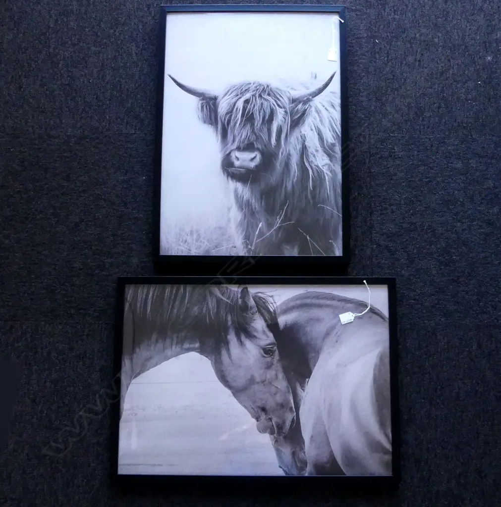 PR B/W PICS HORSE & COW H.670 x 370mm Image 1++
