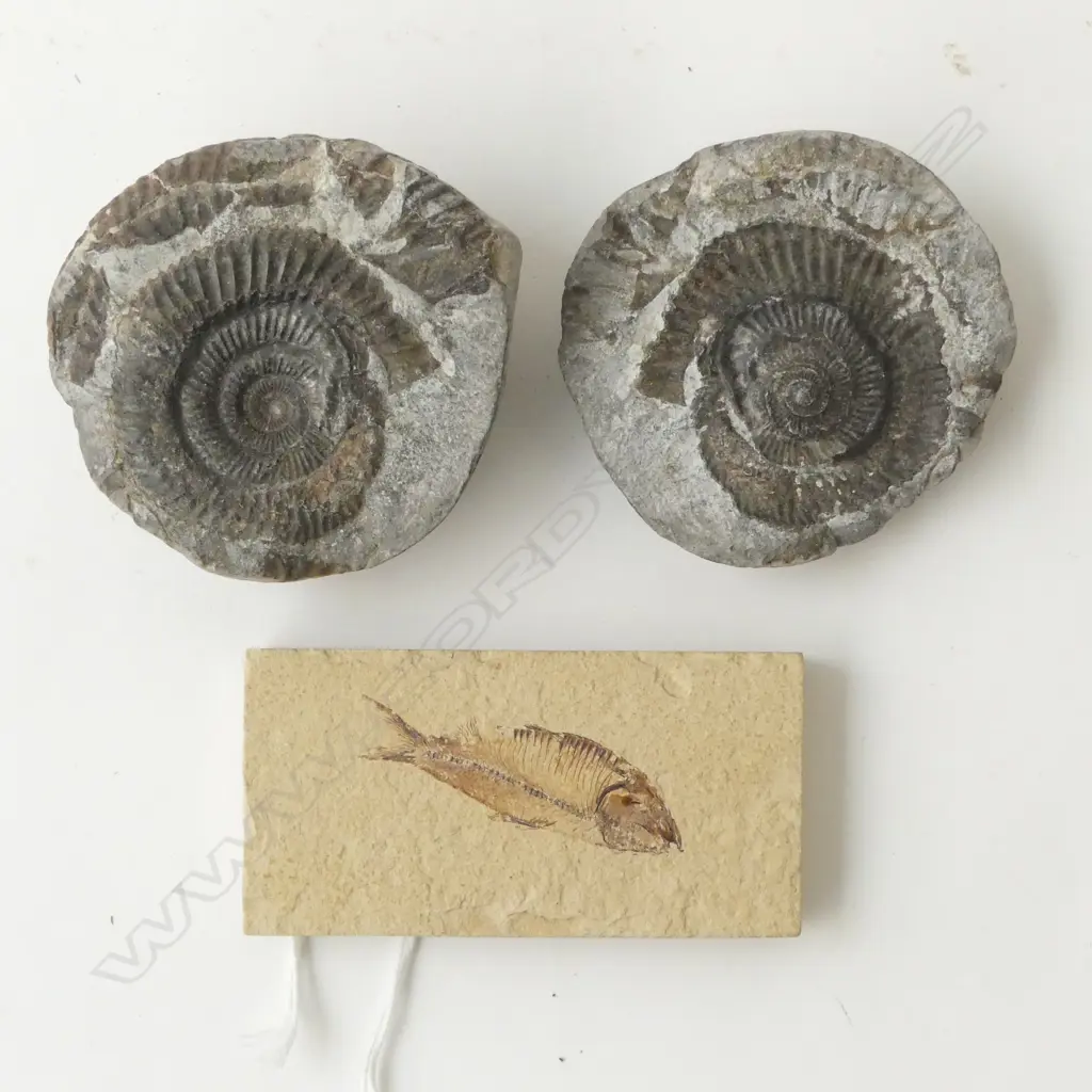 FISH FOSSIL 40x75mm + AMMONITE Image 1++