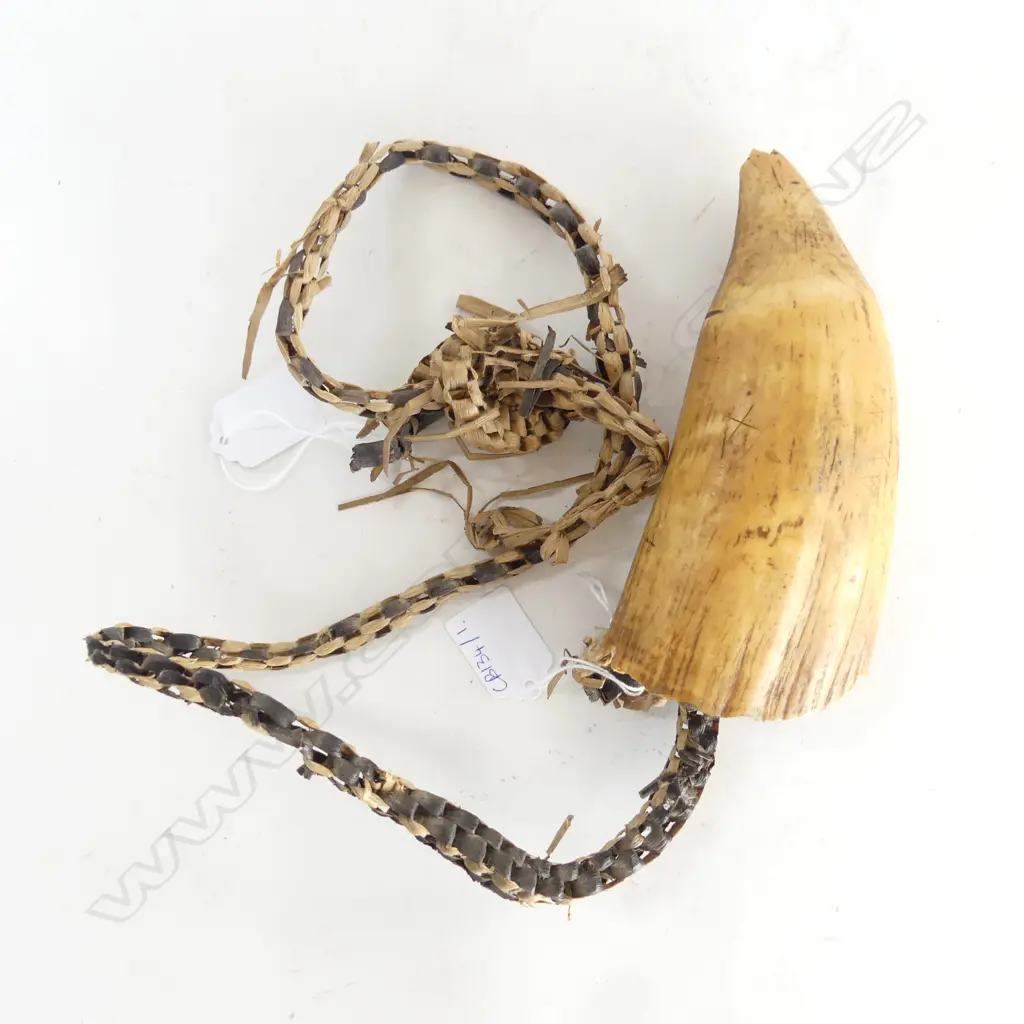 OLD probably 19thC FIJIAN TABUA (chips) L.165mm. chip to pointed end Image 1++