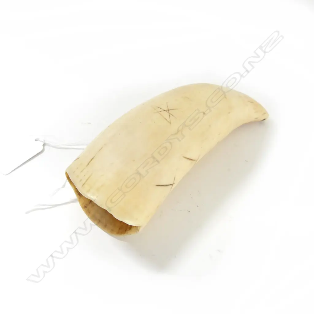 WHALES TOOTH TABUA L.140mm hole to one end, scratch carved minor detail Image 1++