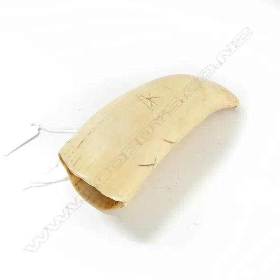 WHALES TOOTH TABUA L.140mm hole to one end, scratch carved minor detail