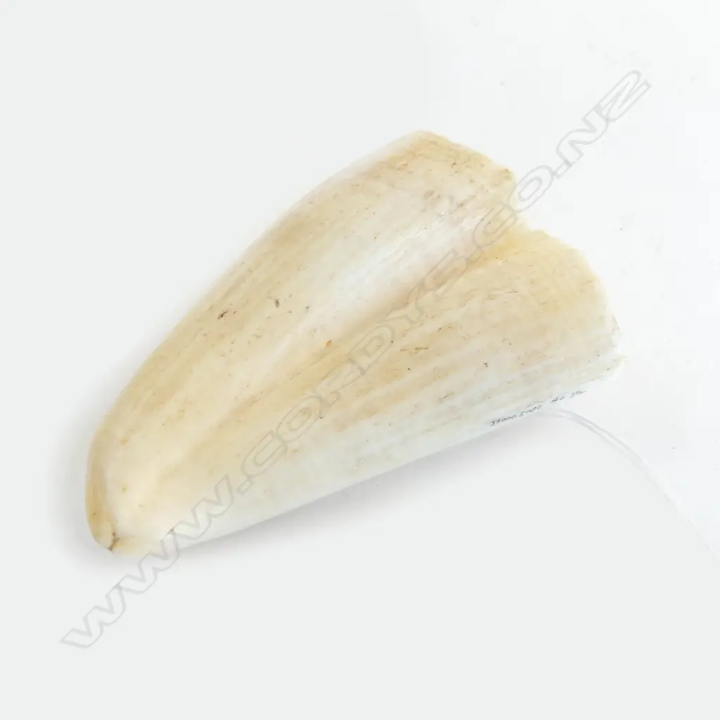 SPERMWHALE TOOTH L100MM Image 1++