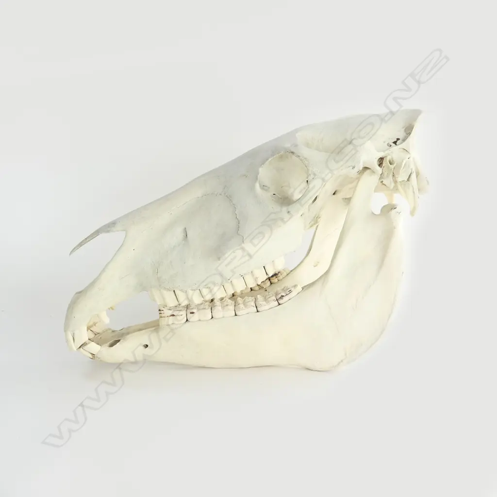 AMERICAN MUSTANG HORSE SKULL L.450mm Image 1++