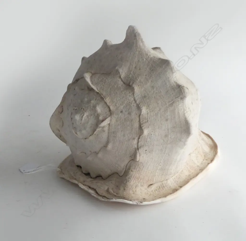 LG HORNED HELMET SHELL W.315mm cassis cornuta Image 1++