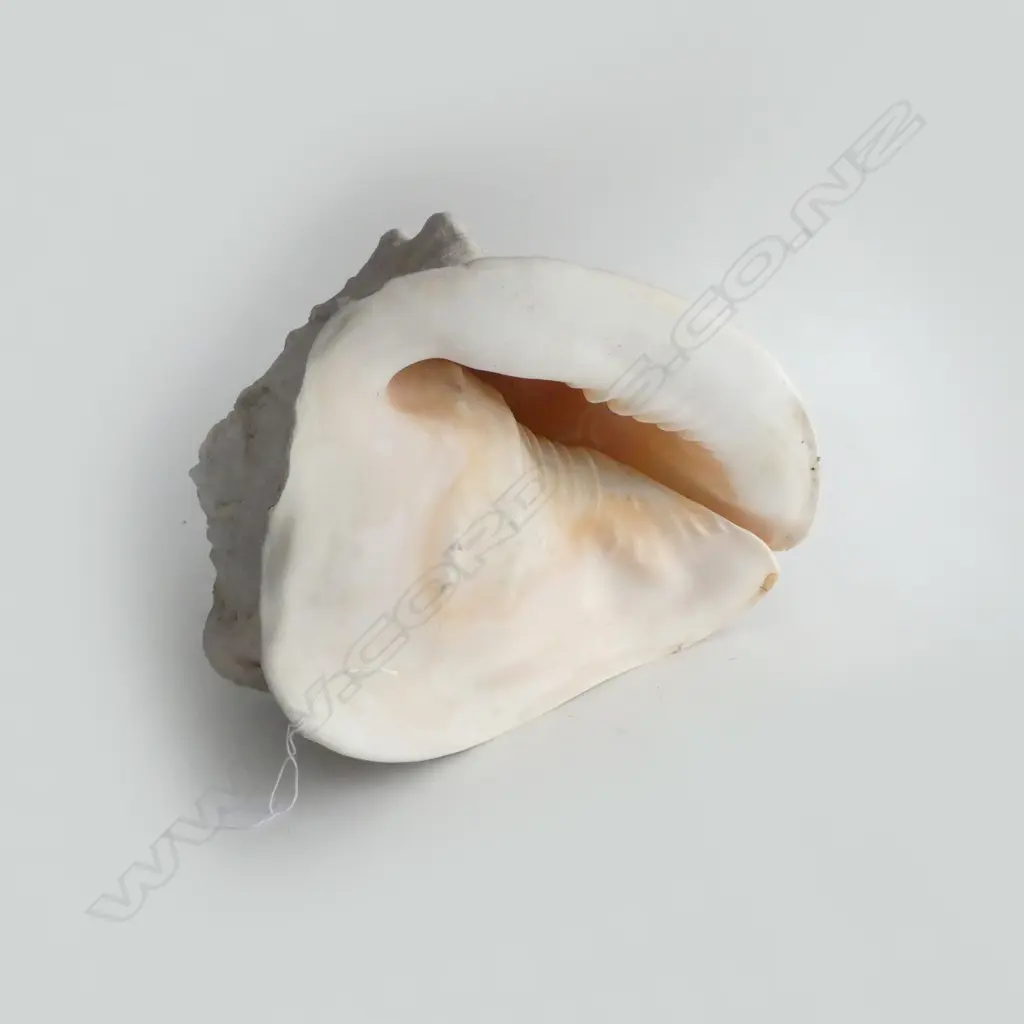 LG HORNED HELMET SHELL W.315mm cassis cornuta Image 1++