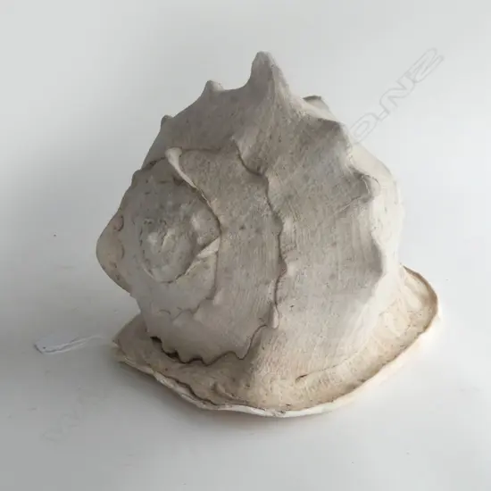 LG HORNED HELMET SHELL W.315mm cassis cornuta
