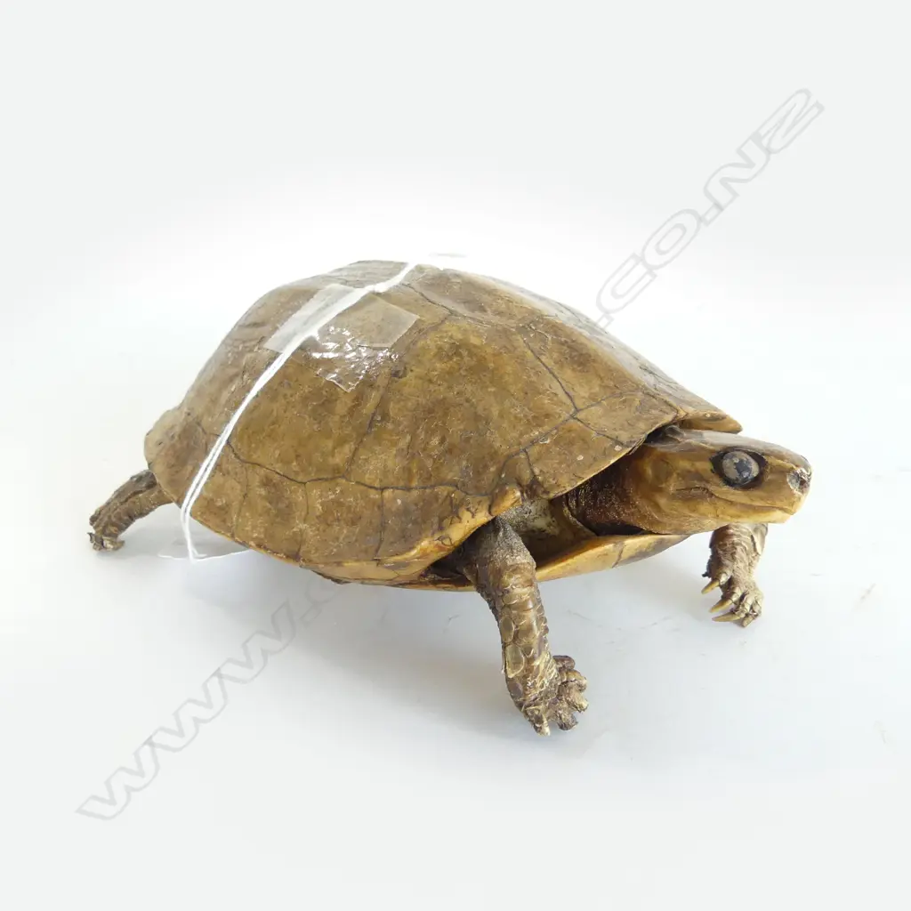 TAXIDERMY TORTOISE L.200mm Image 1++