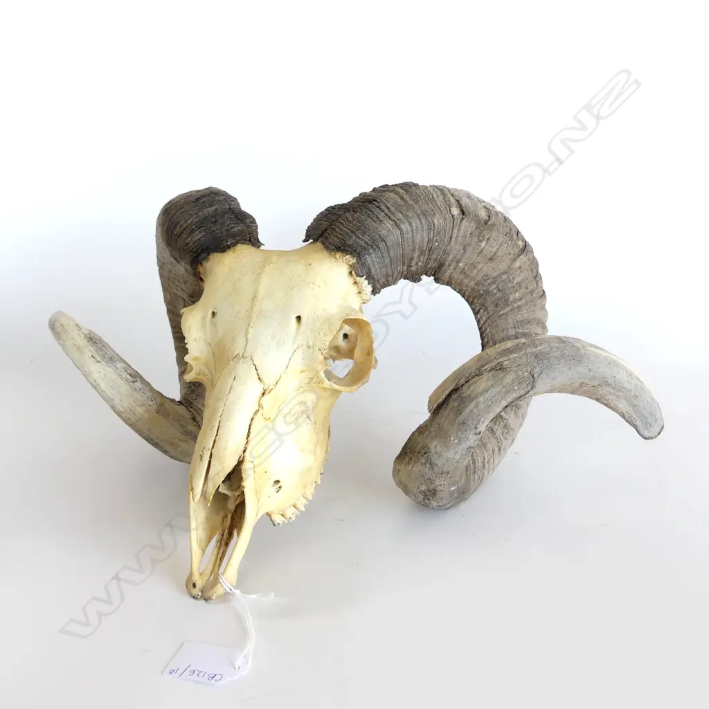 RAM SKULL w. HORNS W.430mm Image 1++